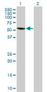 Anti-SPAG6 antibody produced in rabbit purified immunoglobulin, buffered aqueous solution