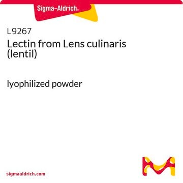 Lectin from Lens culinaris (lentil) lyophilized powder