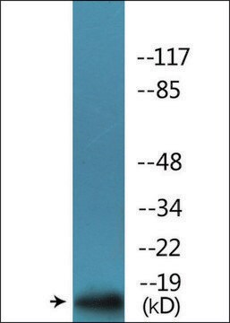 Anti-phospho-p16-INK4a (pSer152) antibody produced in rabbit affinity isolated antibody