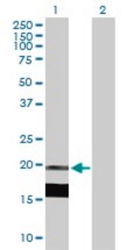 Anti-IL7 antibody produced in mouse purified immunoglobulin, buffered aqueous solution