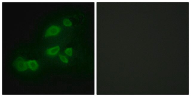 Anti-CDCP1 antibody produced in rabbit affinity isolated antibody