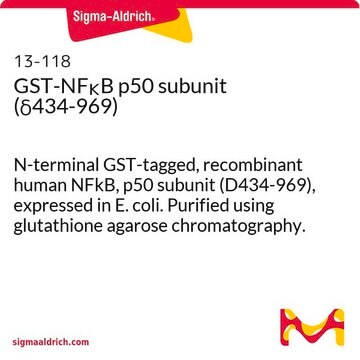 GST-NF&#954;B p50 subunit (&#948;434-969) N-terminal GST-tagged, recombinant human NFkB, p50 subunit (D434-969), expressed in E. coli. Purified using glutathione agarose chromatography.