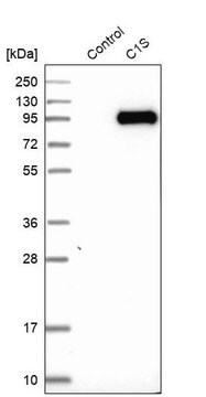 Anti-C1S antibody produced in rabbit Prestige Antibodies&#174; Powered by Atlas Antibodies, affinity isolated antibody, buffered aqueous glycerol solution