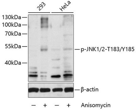 Anti-Phospho-JNK1/2-T183/Y185 antibody produced in rabbit