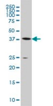 Monoclonal Anti-AHCY antibody produced in mouse clone 4H2, ascites fluid