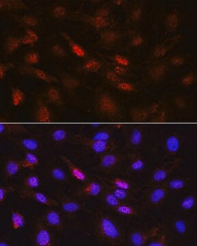 Anti-Phospho-Jak1-Y1022/1023 antibody produced in rabbit