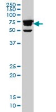 ANTI-RDX antibody produced in mouse clone 1C4, ascites fluid