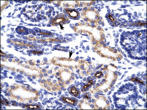 Anti-KLHL14 antibody produced in rabbit IgG fraction of antiserum