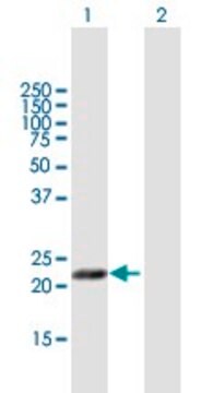 Anti-MFAP5 antibody produced in mouse purified immunoglobulin, buffered aqueous solution