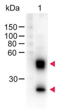 Anti-Mouse IgG (H+L)-Peroxidase antibody produced in sheep affinity isolated antibody, lyophilized powder