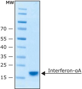 Interferon-&#945;A human &#8805;95%, suitable for cell culture, buffered aqueous solution, recombinant, expressed in E. coli