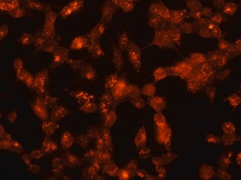 Anti-Flotillin 1 antibody produced in rabbit ~1&#160;mg/mL, affinity isolated antibody, buffered aqueous solution