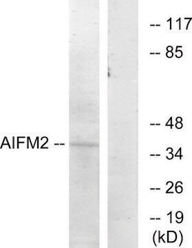 抗AIFM2抗体 ウサギ宿主抗体 affinity isolated antibody