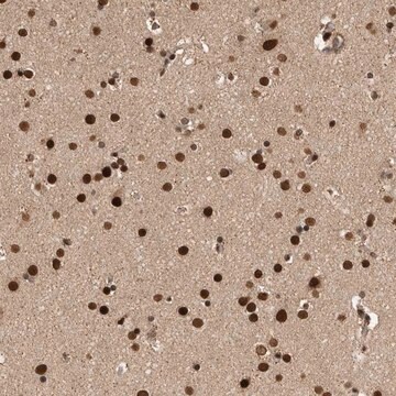 Anti-CPSF2 antibody produced in rabbit Prestige Antibodies&#174; Powered by Atlas Antibodies, affinity isolated antibody, buffered aqueous glycerol solution