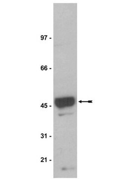 Anti-Na+/K+ ATPase &#946;-1 Antibody, clone C464.8 clone C464.8, Upstate&#174;, from mouse