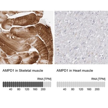 Anti-AMPD1 antibody produced in rabbit Prestige Antibodies&#174; Powered by Atlas Antibodies, affinity isolated antibody, buffered aqueous glycerol solution, ab2