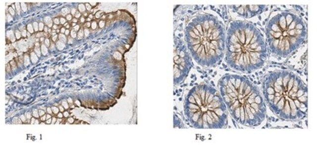 Anti-MUC13 Antibody, clone 2E11.1 clone 2E11.1, from mouse