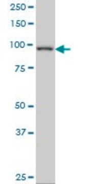 Monoclonal Anti-PDE4C antibody produced in mouse clone 6A10, ascites fluid