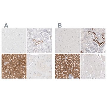 Anti-HMGCS2 antibody produced in rabbit Prestige Antibodies&#174; Powered by Atlas Antibodies, affinity isolated antibody, buffered aqueous glycerol solution