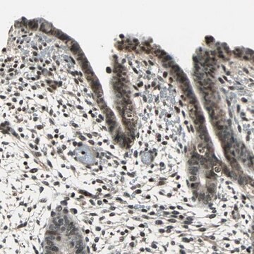 Anti-NR2C2 antibody produced in rabbit Prestige Antibodies&#174; Powered by Atlas Antibodies, affinity isolated antibody, buffered aqueous glycerol solution