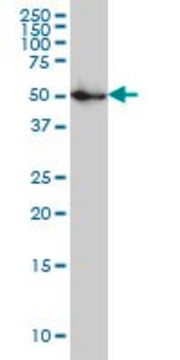 Monoclonal Anti-SPG3A antibody produced in mouse clone 1B9, purified immunoglobulin, buffered aqueous solution