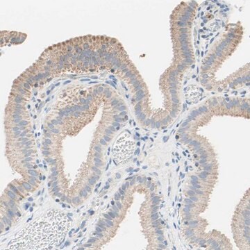 Anti-MFF antibody produced in rabbit Prestige Antibodies&#174; Powered by Atlas Antibodies, affinity isolated antibody, buffered aqueous glycerol solution