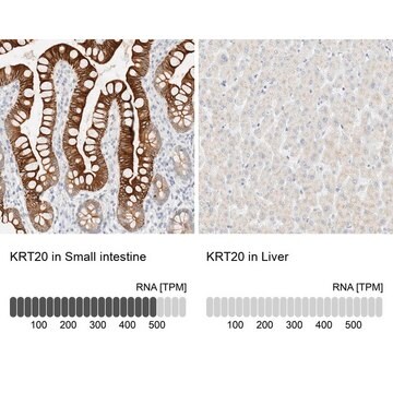 Anti-KRT20 antibody produced in rabbit Prestige Antibodies&#174; Powered by Atlas Antibodies, affinity isolated antibody, buffered aqueous glycerol solution, Ab2