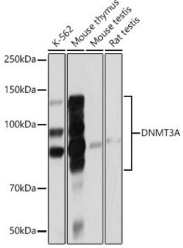 Anti- DNMT3A antibody produced in rabbit