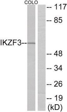 Anti-IKZF3 antibody produced in rabbit affinity isolated antibody