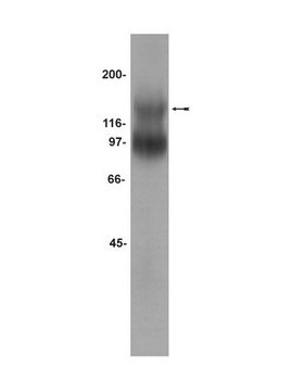 Anti-TrkB Antibody Upstate&#174;, from rabbit