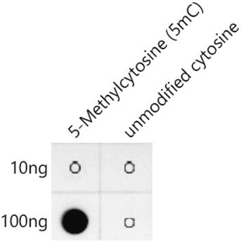 Anti-5-Methylcytosine(5mC),clone 10S5V10, Rabbit Monoclonal