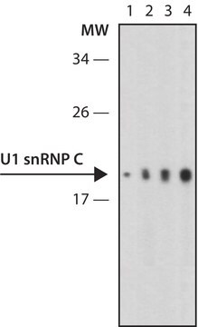 Anti-U1 snRNP C (U1C) antibody, Rat monoclonal clone 4H12, purified from hybridoma cell culture