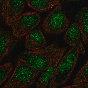 Anti-ZFP1 antibody produced in rabbit Prestige Antibodies&#174; Powered by Atlas Antibodies, affinity isolated antibody