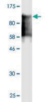 Monoclonal Anti-PECAM1, (C-terminal) antibody produced in mouse clone 4E3-1D9, purified immunoglobulin, buffered aqueous solution