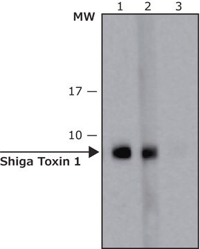 Anti-Shiga Toxin 1, B Subunit (STxB) antibody, Mouse monoclonal clone 13C4, purified from hybridoma cell culture