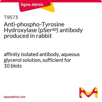 Anti-phospho-Tyrosine Hydroxylase (pSer40) antibody produced in rabbit affinity isolated antibody, aqueous glycerol solution, sufficient for 10&#160;blots