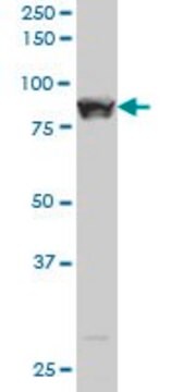 ANTI-STAT5B antibody produced in mouse clone 1F5, purified immunoglobulin, buffered aqueous solution