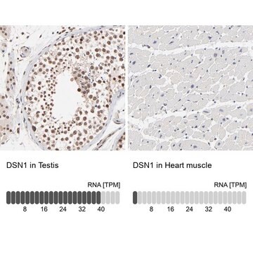 Anti-DSN1 antibody produced in rabbit Prestige Antibodies&#174; Powered by Atlas Antibodies, affinity isolated antibody, buffered aqueous glycerol solution