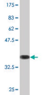 Monoclonal Anti-ITGA7 antibody produced in mouse clone 1F4, purified immunoglobulin, buffered aqueous solution