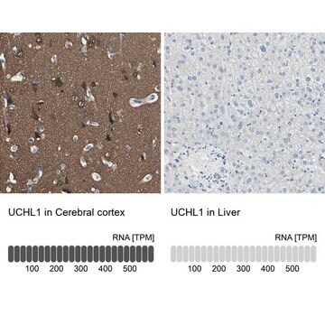 Anti-UCHL1 antibody produced in rabbit Prestige Antibodies&#174; Powered by Atlas Antibodies, affinity isolated antibody, buffered aqueous glycerol solution