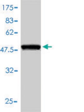 Monoclonal Anti-PRDX6 antibody produced in mouse clone 3A10-2A11, purified immunoglobulin, buffered aqueous solution