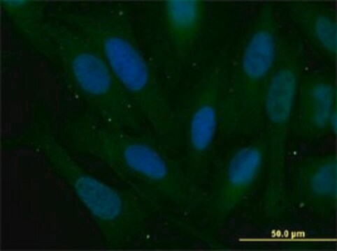 Monoclonal Anti-SNAI2 antibody produced in mouse clone 3C12, purified immunoglobulin, buffered aqueous solution