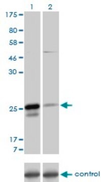 Monoclonal Anti-MS4A7 antibody produced in mouse clone 2D3, purified immunoglobulin, buffered aqueous solution