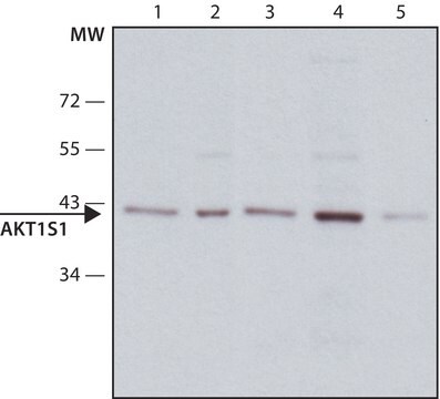 Anti-AKT1S1 antibody, Mouse monoclonal clone AKT1S1-3, purified from hybridoma cell culture