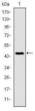 Monoclonal Anti-CDKN2A antibody produced in mouse clone 5A8A4, ascites fluid