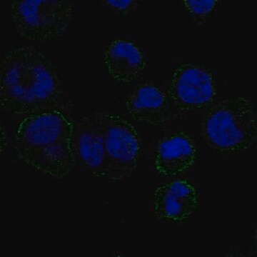 Anti-Gp6 Antibody Produced In Rabbit Prestige Antibodies&#174; Powered by Atlas Antibodies, affinity isolated antibody, buffered aqueous glycerol solution