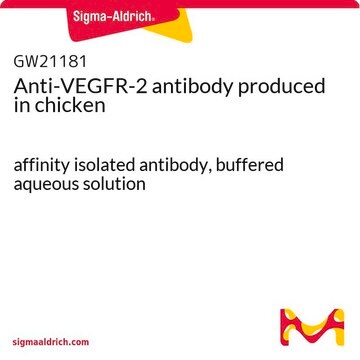 Anti-VEGFR-2 antibody produced in chicken affinity isolated antibody, buffered aqueous solution