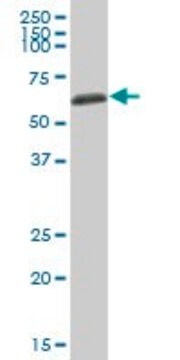 Anti-AHSG antibody produced in mouse purified immunoglobulin, buffered aqueous solution