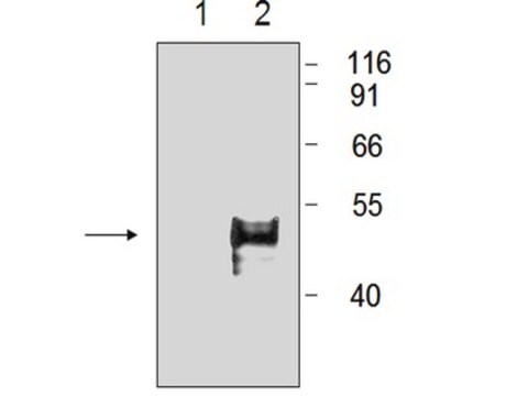 Anti-HA Tag Antibody, clone 114-2C-7, rabbit monoclonal clone 114-2C-7, Upstate&#174;, from rabbit