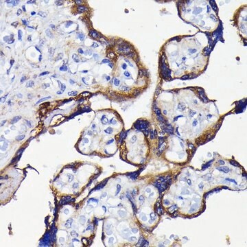 Anti- ATG5 antibody produced in rabbit